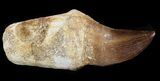 Rooted Mosasaur (Prognathodon) Tooth #43189-1